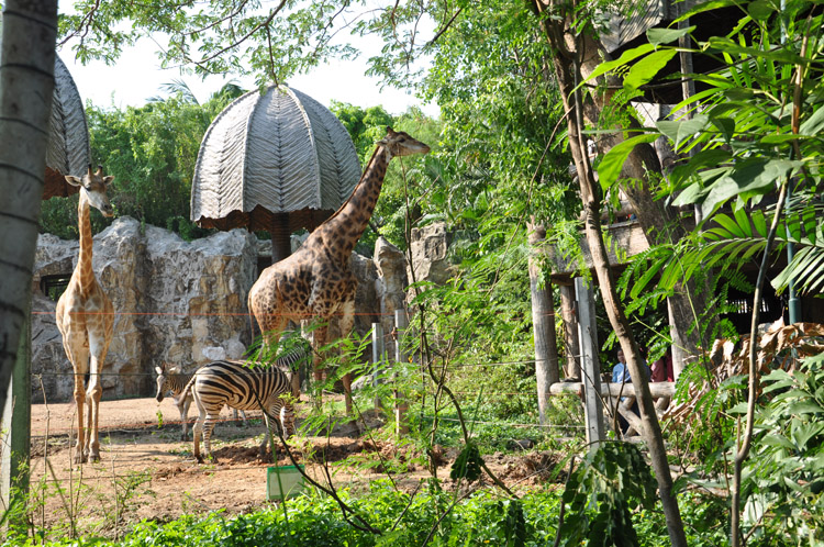 حديقة حيوانات دوسيت من اجمل اماكن السياحة في بانكوك تايلاند