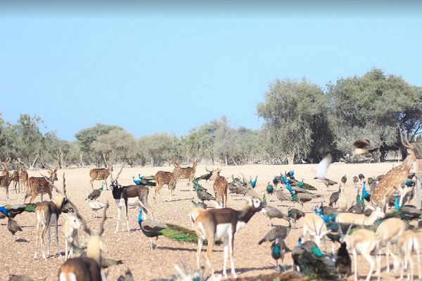 جزر في دولة الامارات