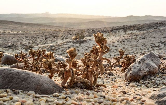 محمية الأشجار المتحجرة النادرة