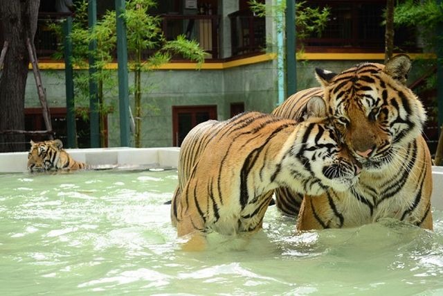 مملكة النمور بوكيت من افضل اماكن السياحة في تايلاند