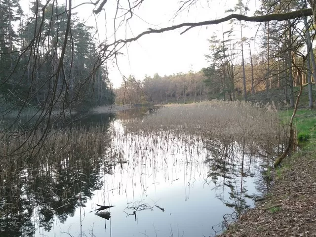 غابة الصنوبر في نورمبرغ